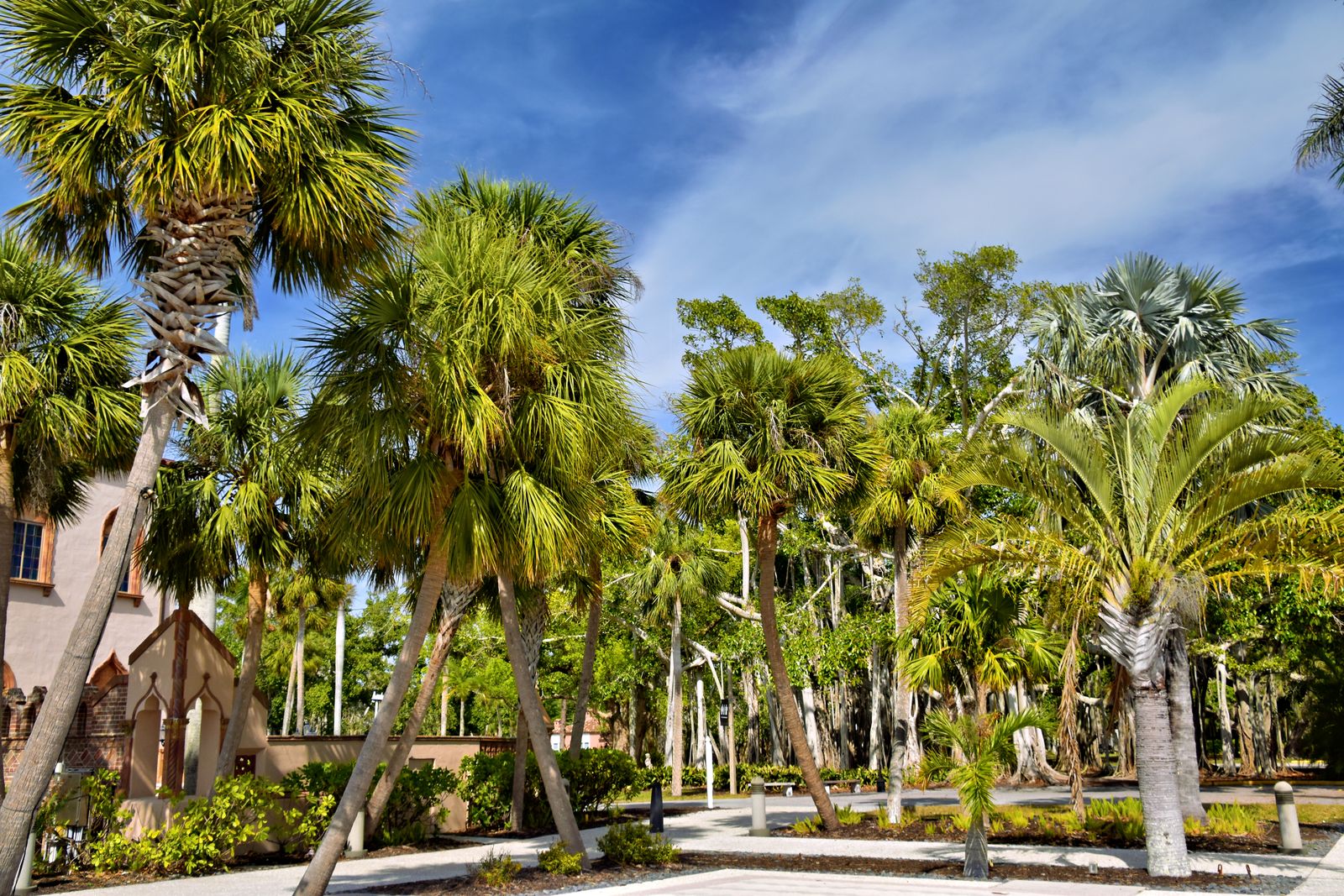 Lush palm trees under a bright sky in Sarasota, showcasing Florida's tropical vibe.